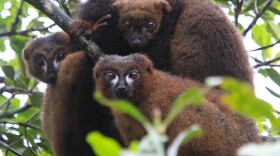 Red-bellied lemurs in Ranomafana National Park, Madagascar. Researchers who observed nine of the animals there could clearly see them sniffing fruit and deciding whether to eat it based on how it smelled.