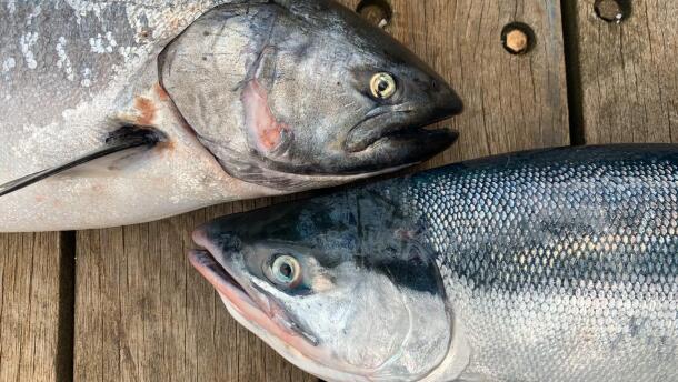 A king salmon (top) and a sockeye on the deck of a tender. July 13, 2021.