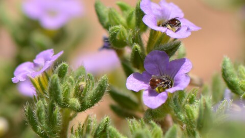 A close up photo of bristly nama flowers, two of which have bees tucked into them.