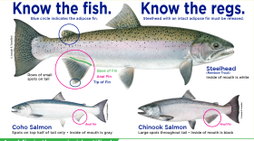 Chart of fish, showing different between salmon and steelhead