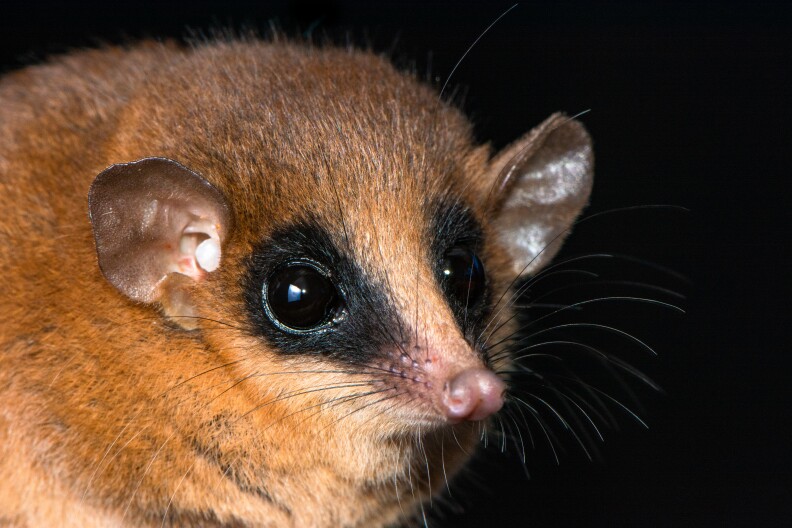 Close up of new opossum species showing mouse-like face, round leathery ears, pointed pinkish nose, long whiskers, reddish fir with black rings around the eyes. 