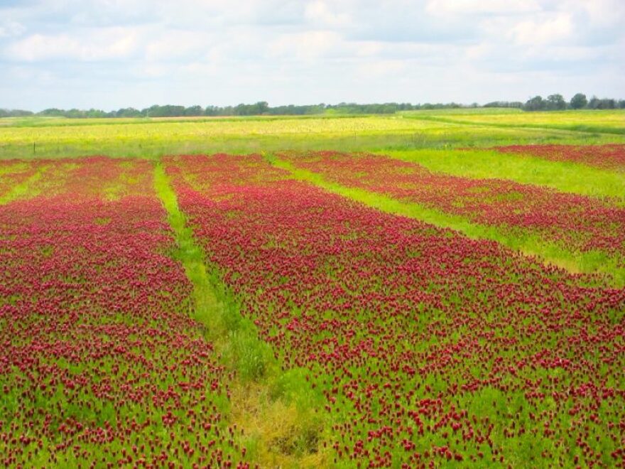 A green field filled with plots of red plants.