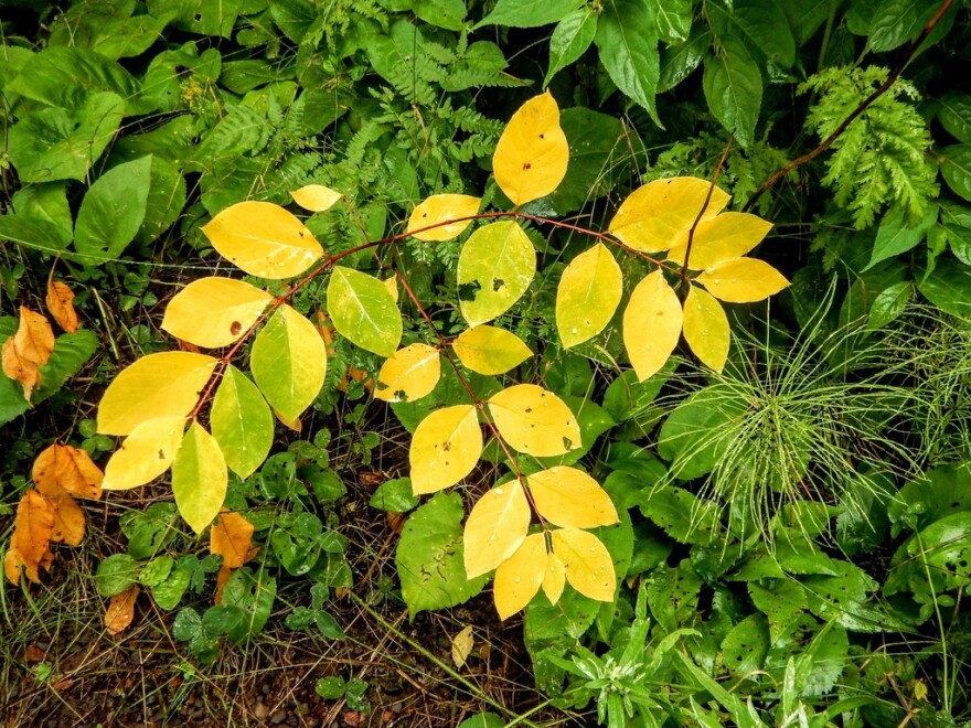 A spreading dogbane already turning yellow on August 11, 2016 near the North Shore of Lake Superior. Its leaves are a vivid yellow and it has red stems. The plants in the background are still a vibrant green.