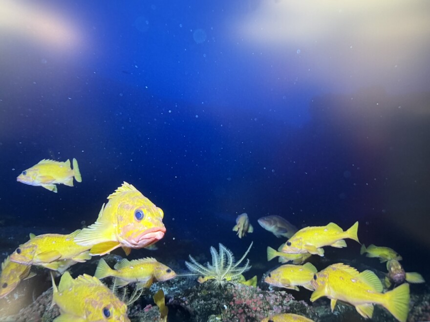 A school of rockfish near the seafloor.