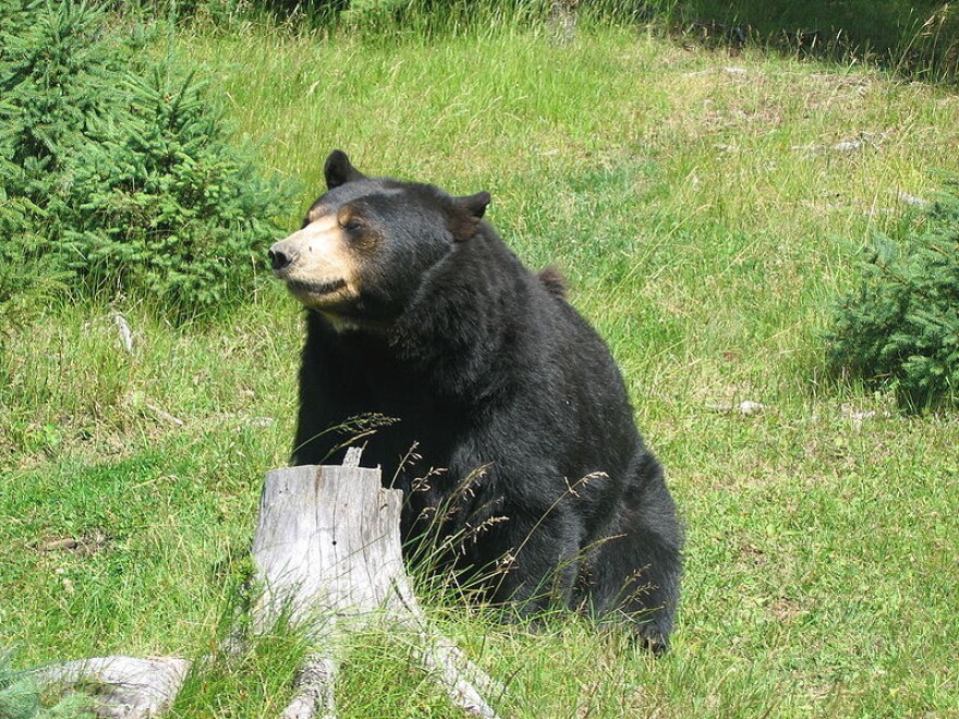 A black bear sits next to a white log in the center of the photo. All around the black bear is green grass. There are two small green bushes on the left and the right of the bear.