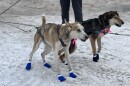 Sled dogs prepare to start the Can-Am Crown International Sled Dog Races on the morning of Feb. 28, 2026