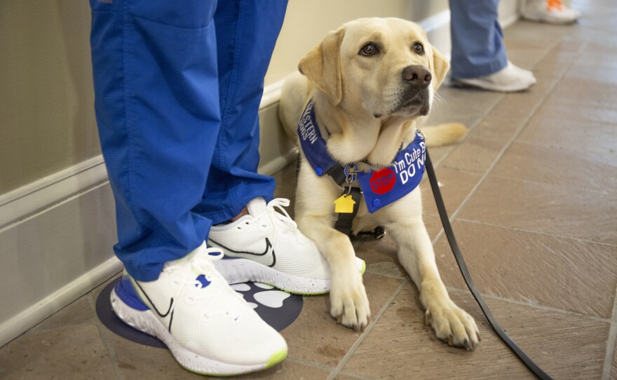 Buffy is trained to lay down at the feet of a person with an active COVID-19 infection. Here, a deactivated sample of the disease was hidden in an employee's shoe.