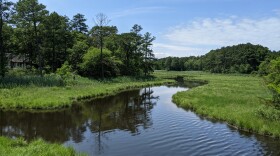 A creek surrounded by thick grass