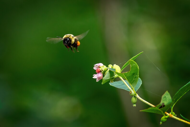 A bumble bee flies away from a flower.