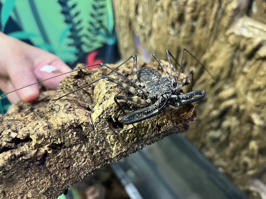 Tasmanian Whip Spiders