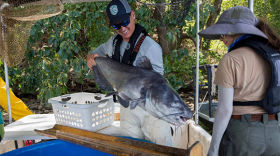 Blue catfish — an invasive species now flourishing in parts of Virginia — have few natural predators to keep them from eating native wildlife and growing to more than 100 pounds. (Courtesy - Meghan Marchetti / Virginia Department Of Wildlife Resources)