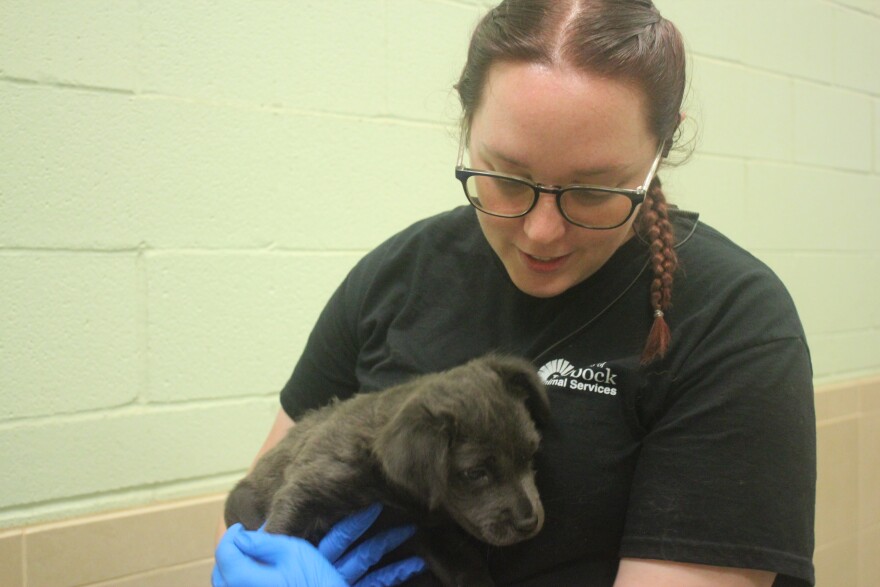 Lead Shelter Officer Samantha Jones showing off a darling puppy.