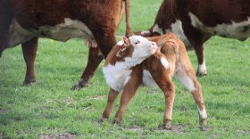 Ivermectin is sold most commonly in feed stores for large animals and for household pets.