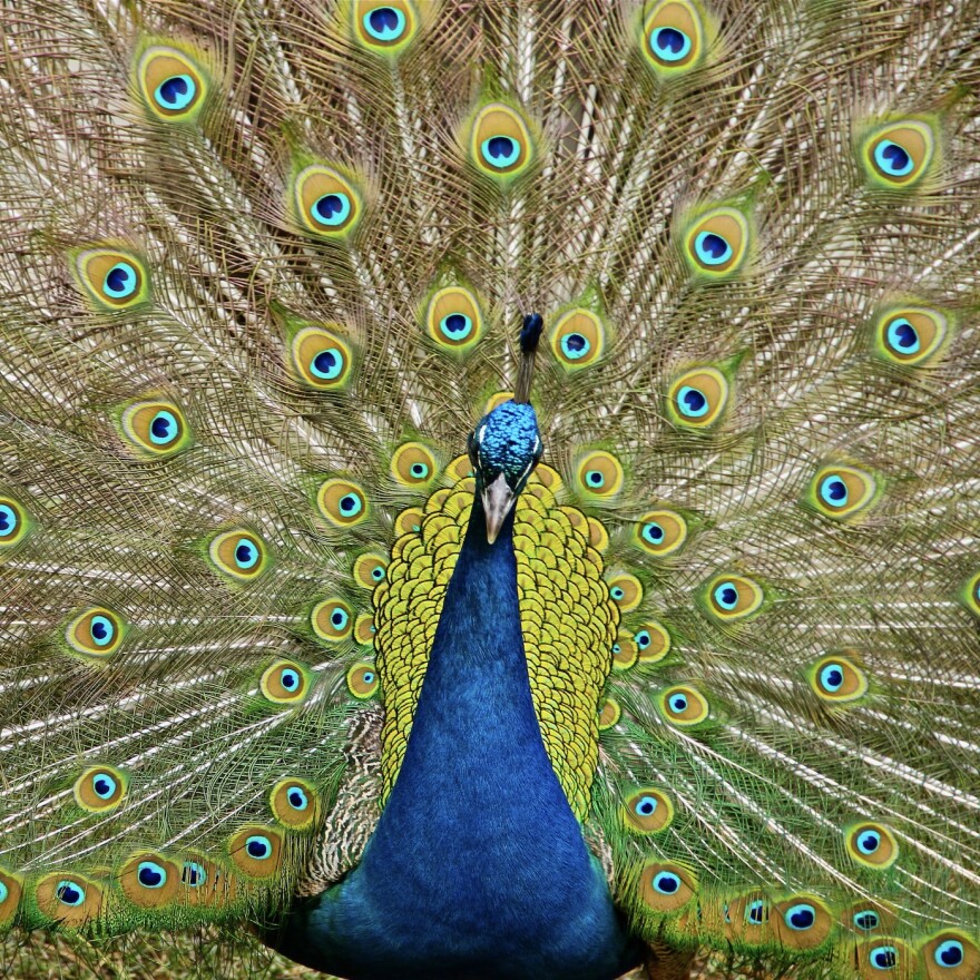 Resident Peacocks greet guests at Hot Springs' idyllic Garvan Gardens