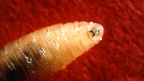 A close up photo of a New World Screwworm larva.