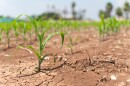 A dry agricultural field 