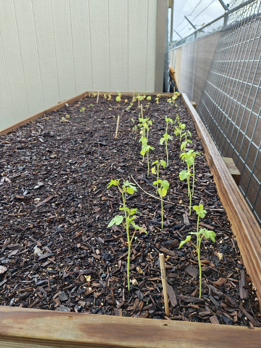 Michael Maldonado and his partner, Erika, planted and are maintaining a small garden at New Creation's Safe Outdoor Space as part of their efforts to beautify the area, and to provide a few vegetables to eat. They've also planted flowers and mint around the space in other areas.