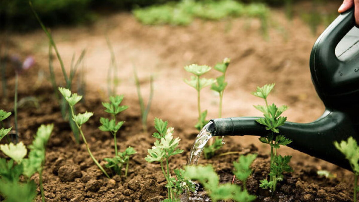 Gen Z and Millenials are fastest growing segment of gardeners - Vimarsana News