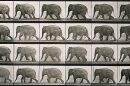 A vintage photo of an elephant walking. 