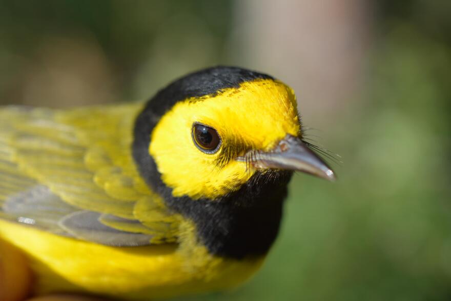 hooded_warbler__male_.jpg