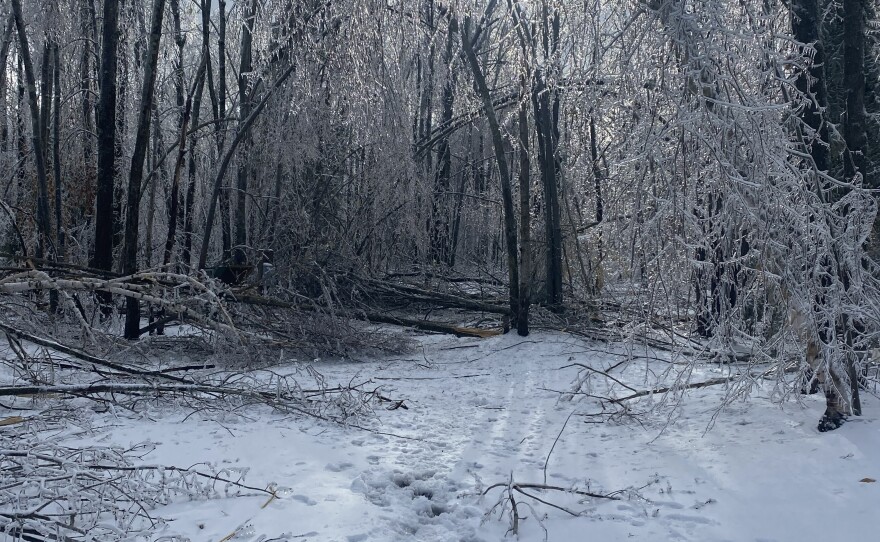 Photos of fallen tree limbs blocking essential areas at Hearts Pasture farm in March 2025 following a devastating ice storm.