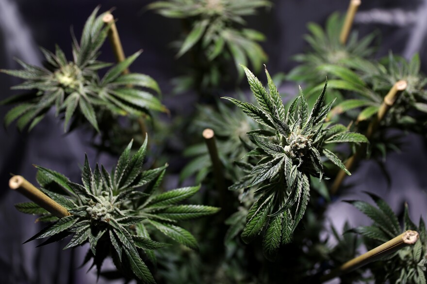 A marijuana plant is displayed during the 2016 Cannabis Business Summit & Expo on Jun. 22 in Oakland, Calif.