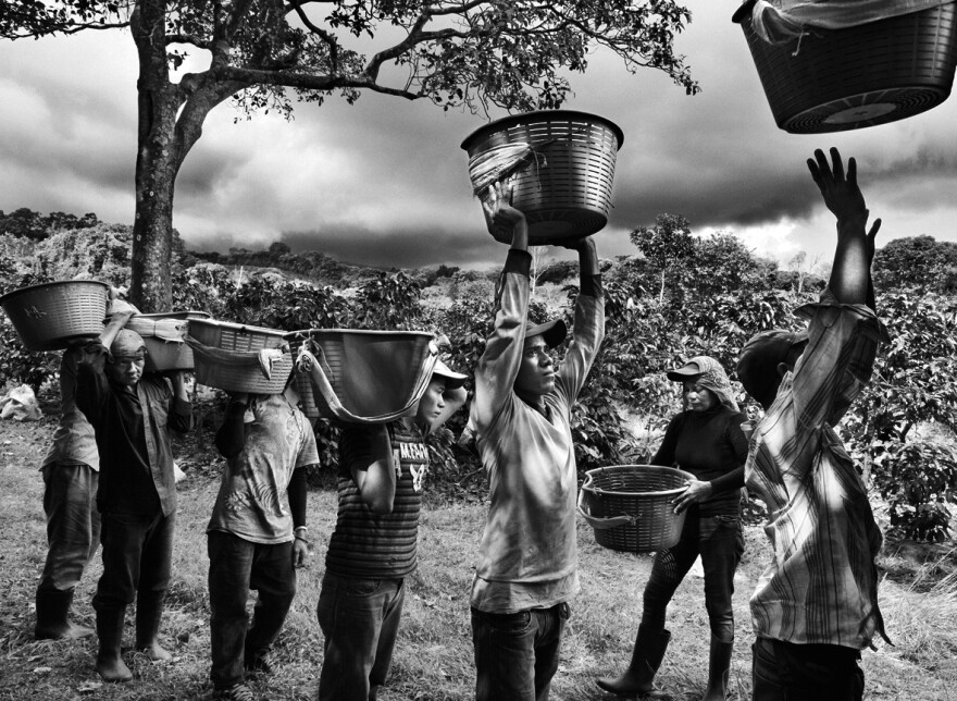Coffee pickers in on the slope of Poas Volcano in Coast Rica.