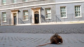 A rat sits in the road in central London on May 12, 2020. (Tolga Akmen/AFP/Getty Images)