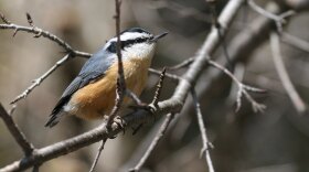 Red-Breasted Nuthatch