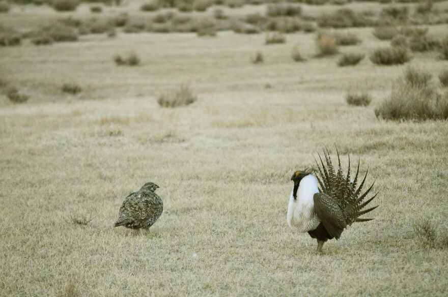 A male sage grouse demonstrates for a female in a grassy area.