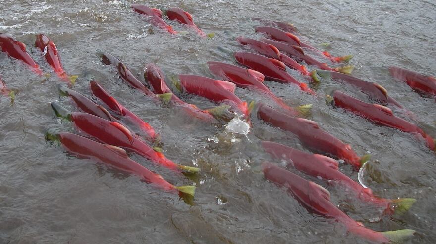 Bright red sockeye salmon swim up the Fraser River to the stream where they were hatched.