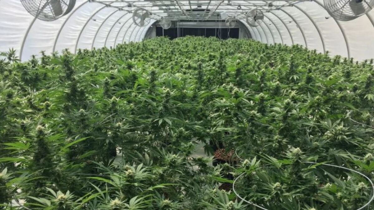 State seeks to snuff out marijuana proposal - Vimarsana News