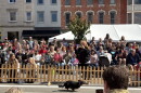 A dachshund races at Woosterfest's Wiener dog race. 