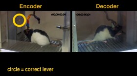 Rats share information via brain implants, say researchers.