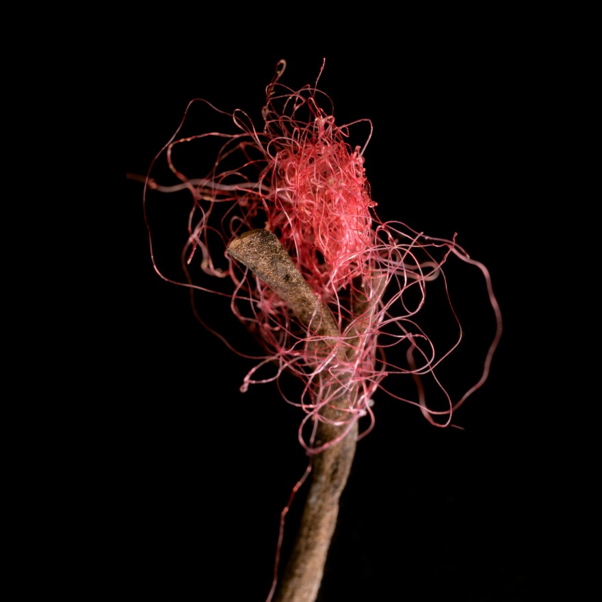 Microplastic # 26, Seal Harbor, ME by Benjamin Montague