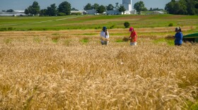 UK students and technicians harvest wheat trial plots by hand.