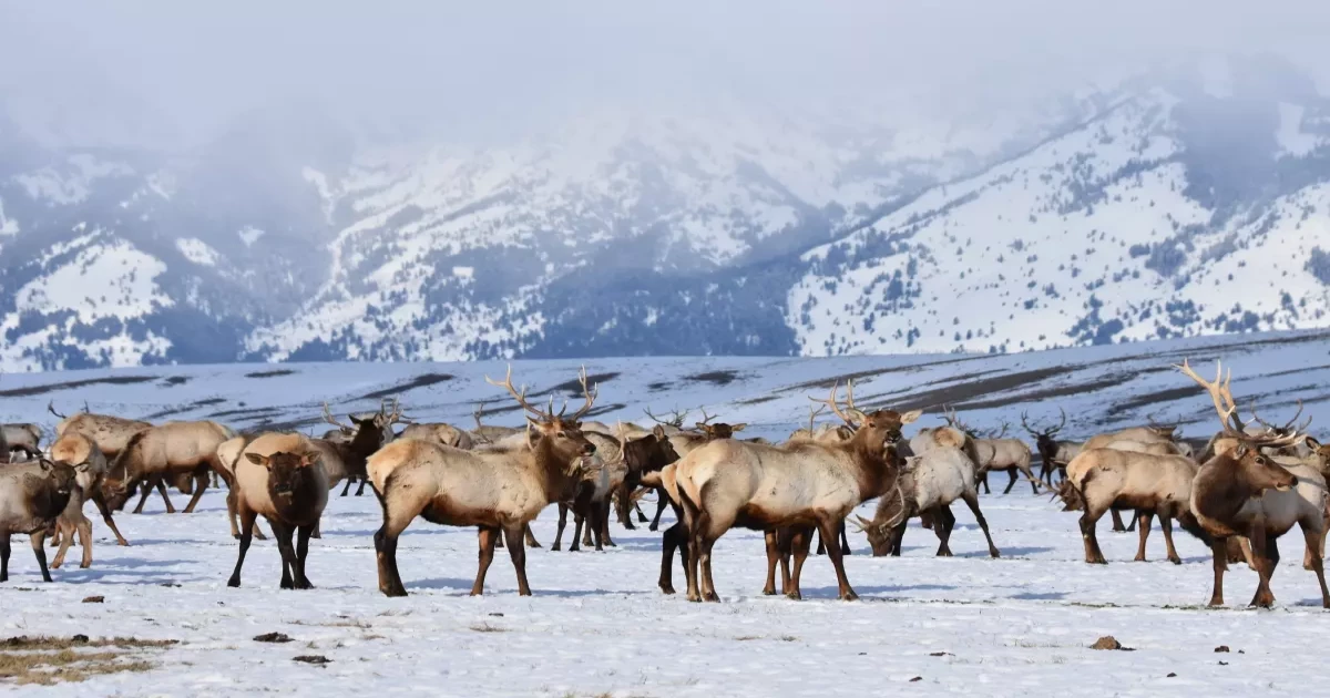 Fed agency looking for wildlife refuges that ‘no longer align with the mission’