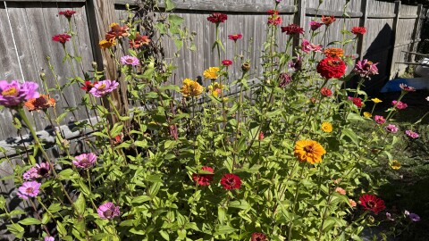 August blooms take center stage in the garden.
