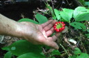A hand gently touches red berries growing on a green plant in a forest. 