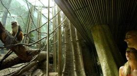 A couple watch a tree monkey at the Bronx Zoo's Congo Gorilla Forest exhibit in New York City.