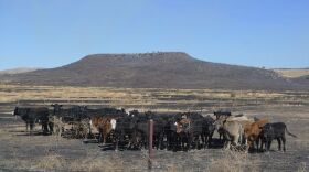 22_ftdavis_cattle-3