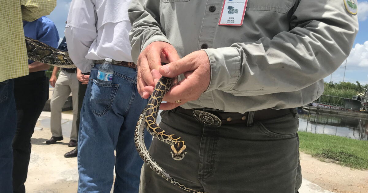 State Officials Double Down On Python Removal Efforts | WLRN