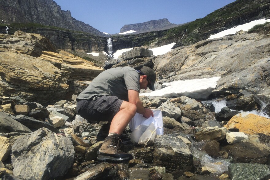 Joe Giersch, an ecologist with the U.S. Geological Survey, studies stoneflies that live only in the melt from glaciers and snowpack in the northern Rockies.