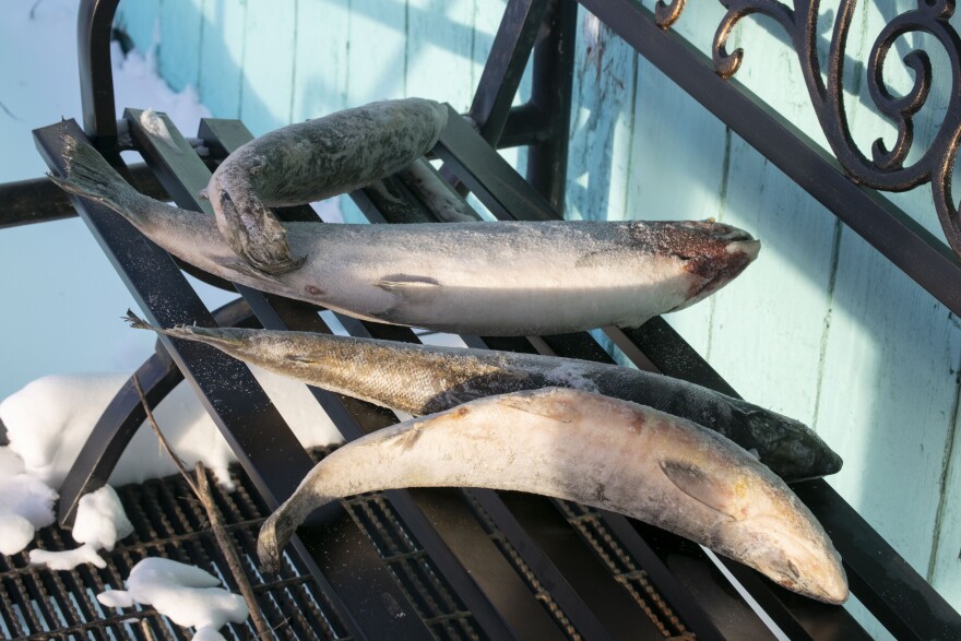 Fort Yukon resident Jay Cadzow donated frozen fish for each of the dog teams to eat. (Shelby Herbert/KUAC)