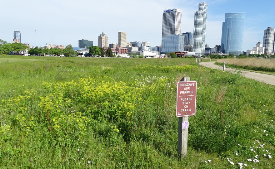 An established prairie area north of the flyway project in Lakeshore State Park.