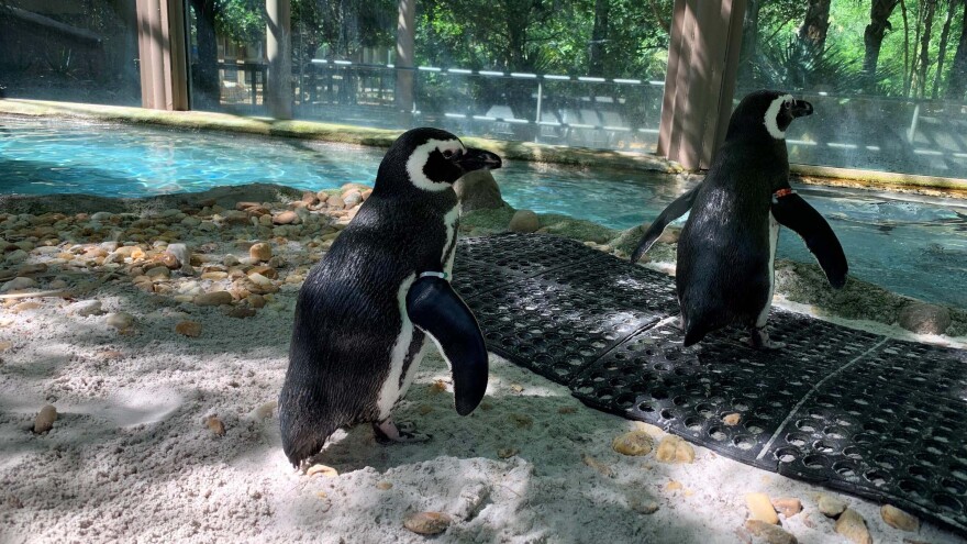 Two penguins walking on a dirt patch, standing in front of a man-made pool. Inside of an enclosure. 