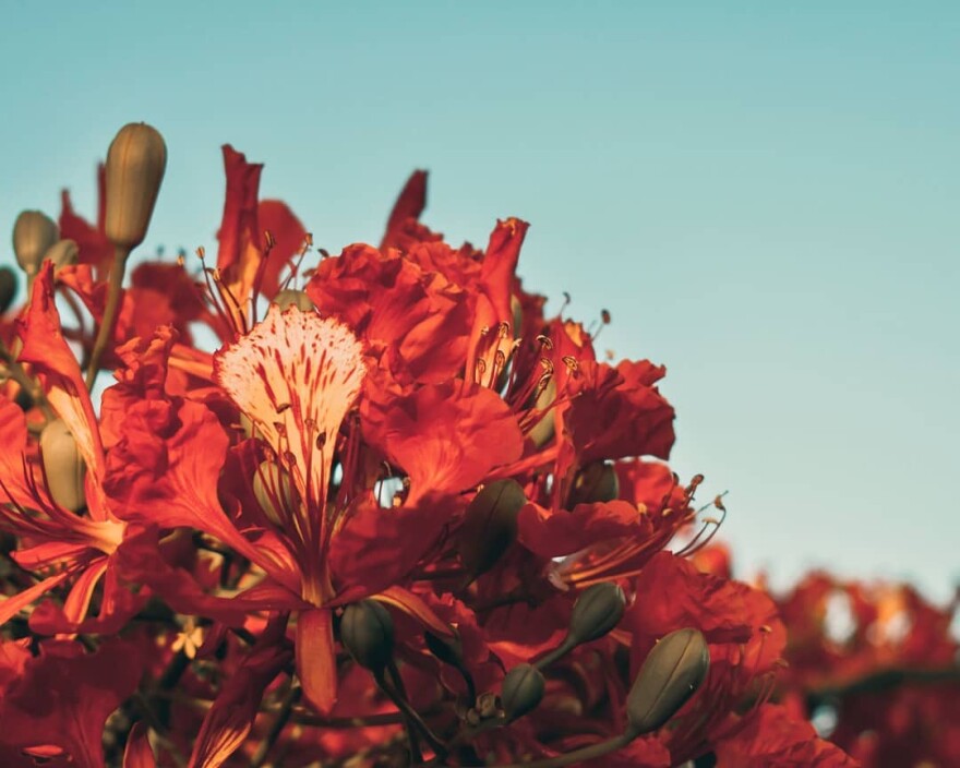 Miami resident Kelly Ball says, "Poincianas are one of my absolute favorite things to photograph."