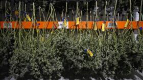  Harvested cannabis hangs to dry before being processed and packaged at a marijuana farm. 