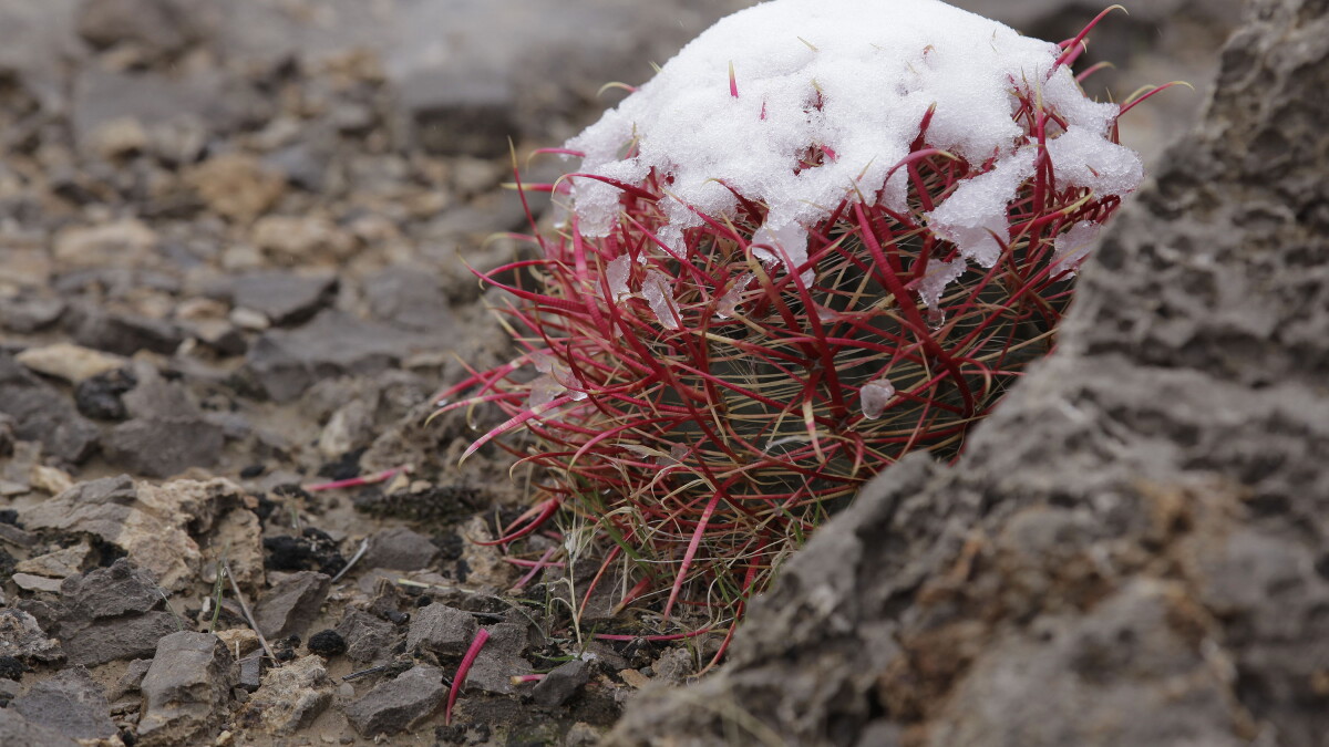Winter gardening: How to keep your plants alive, thriving in Nevada - Vimarsana News