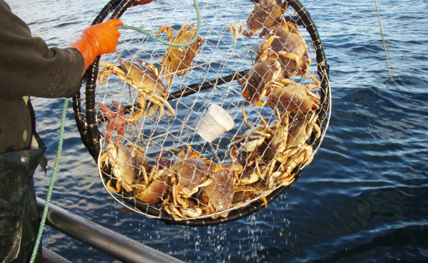 An algae bloom has closed crab season in California. The bloom, created by an organism called <em>Pseudo-nitzschia,</em>produces a neurotoxin that can build up in marine life. It causes vomiting, diarrhea, and cramping in humans and even death in severe cases.
